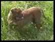 Dogue de Bordeaux - Oryza Z dziedzinca lipowka