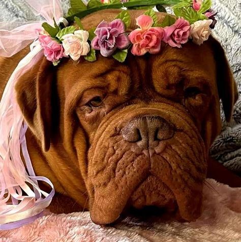 May be an image of dog