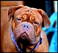 May be an image of dog