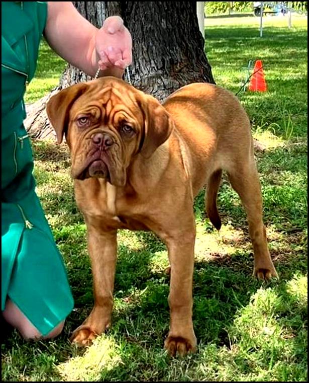 May be an image of 1 person and dog