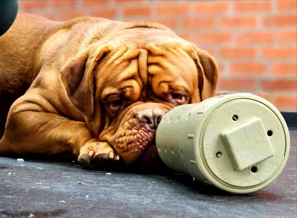 May be an image of dog and text