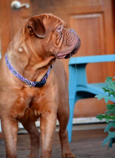 May be an image of dog