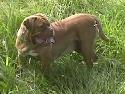 Dogue de Bordeaux - Oryza Z dziedzinca lipowka