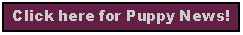 Text Box: Click here for Puppy News!
