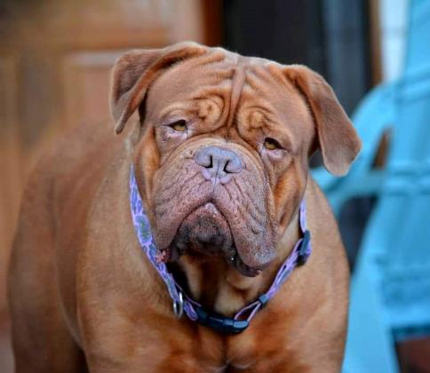 May be an image of dog
